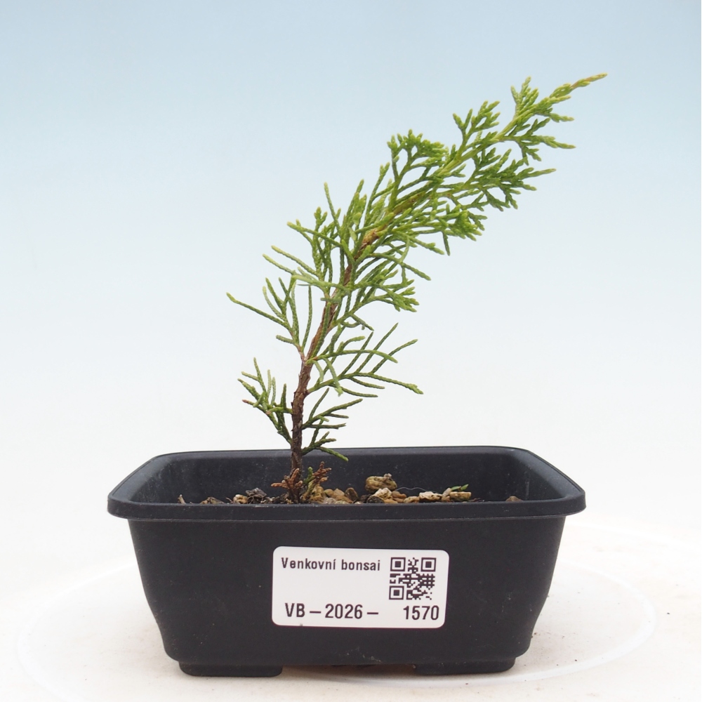 Kültéri bonsai - Juniperus chinensis Itoigawa