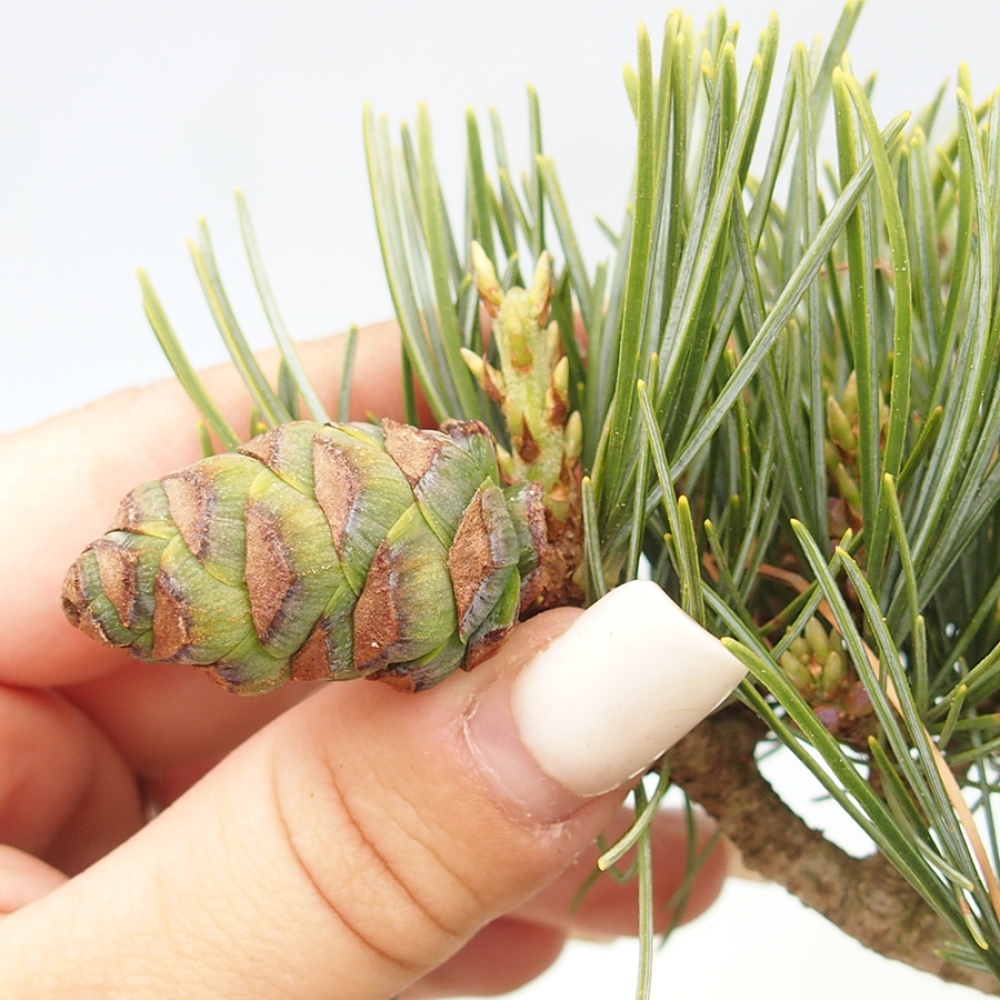 Kültéri bonsai - Pinus parviflora - Pinus parviflora