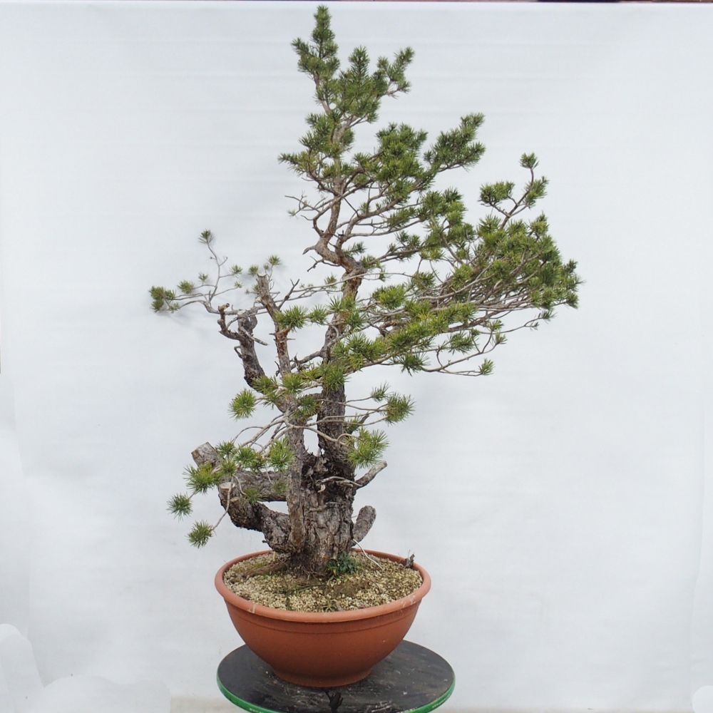Yamadori - Pinus sylvestris Spanyolország