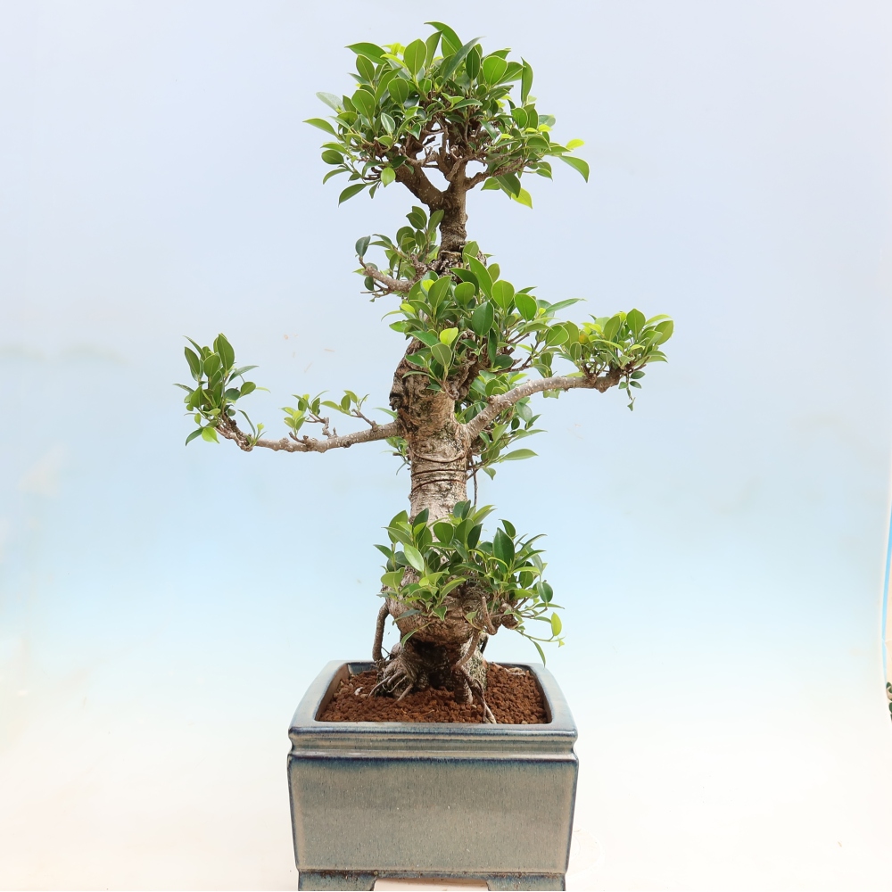 Szobai bonsai - Ficus kimmen - kislevelű fikusz