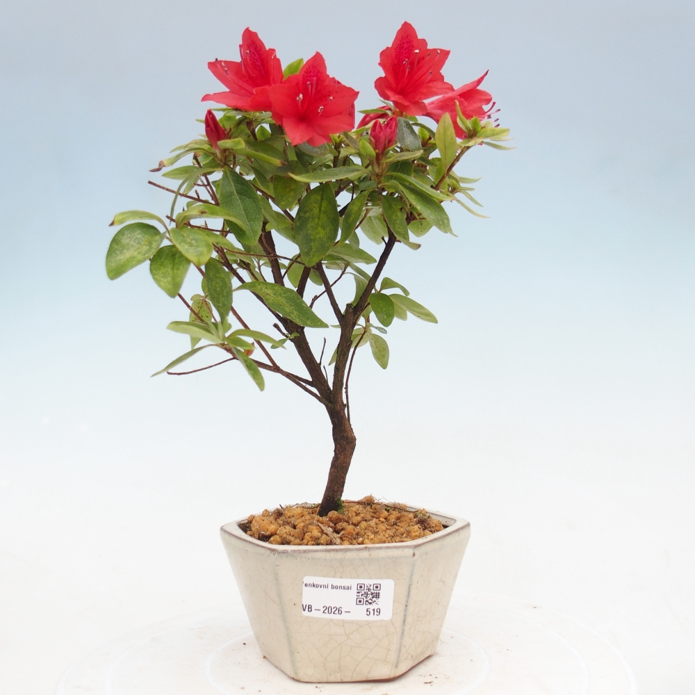 Kültéri bonsai - japán azálea - Azalea sp.