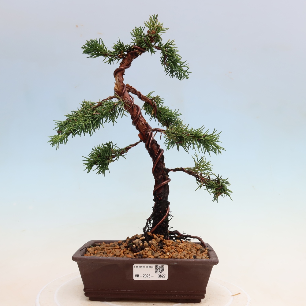 Kültéri bonsai - Juniperus chinensis Kishu