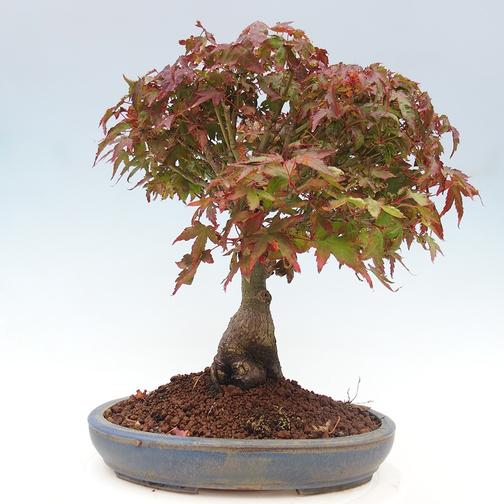 Acer palmatum KIOHIME - Pálma juhar