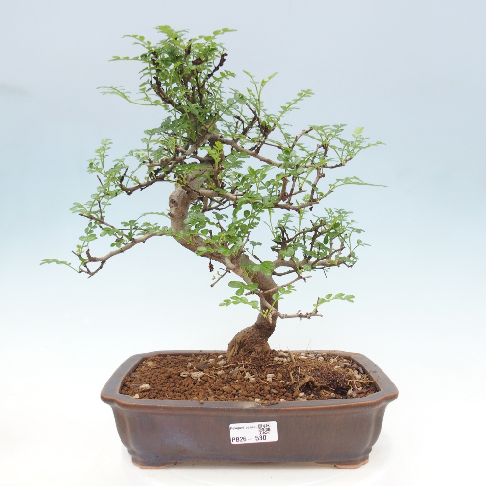 Szobai bonsai - Zantoxylum piperitum - borsfa