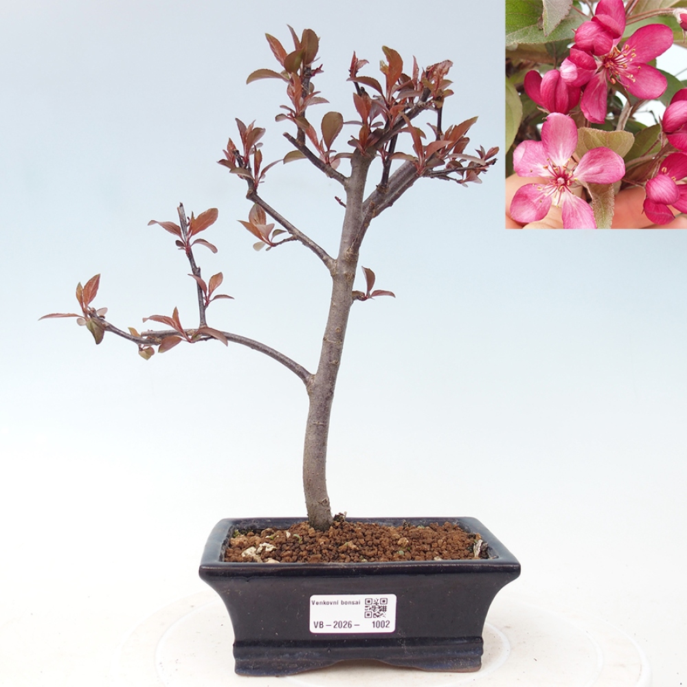 Kültéri bonsai -Malus domestica - Kis gyümölcsű piros levelű almafa