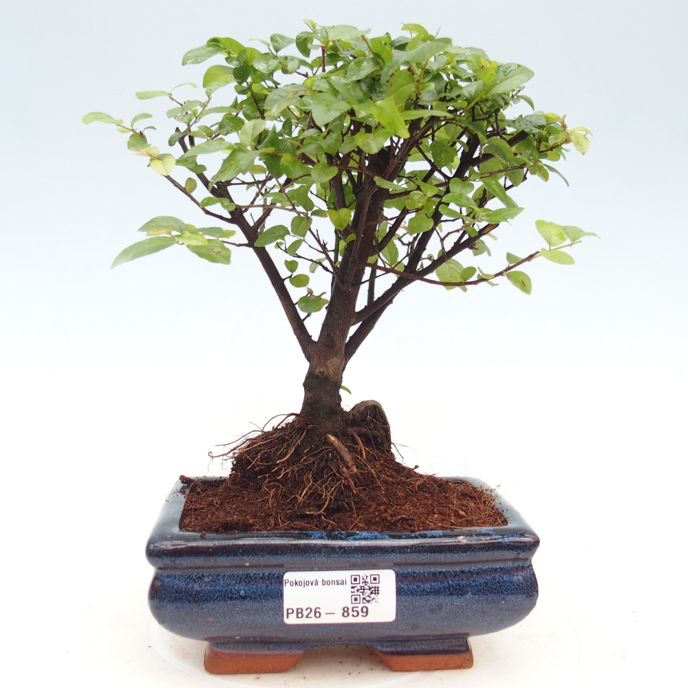 Szobai bonsai - Sageretia thea - Sageretia thea
