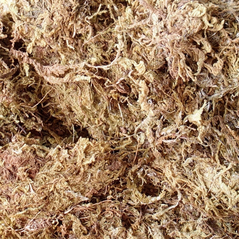 Bryophyta - moha 100 g