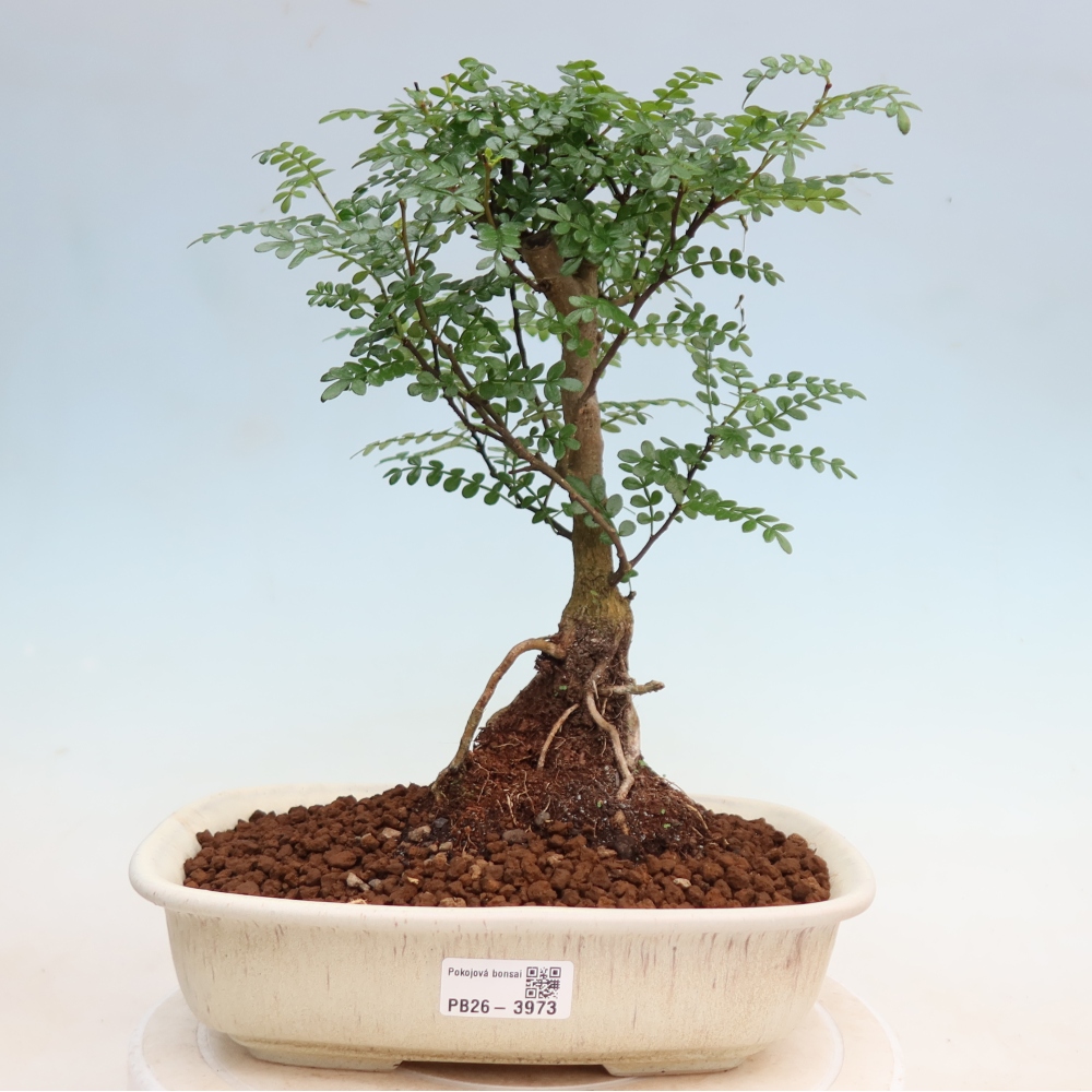 Szobai bonsai - Zantoxylum piperitum - borsfa