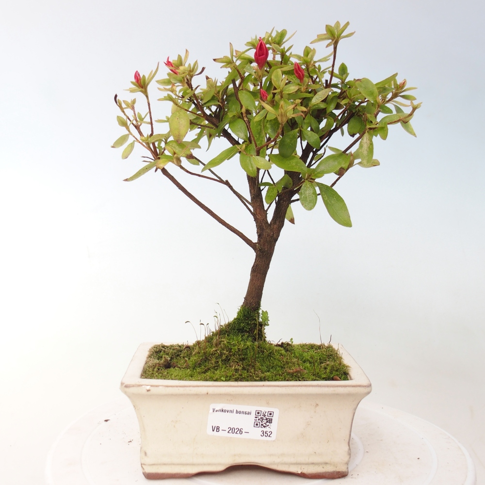 Kültéri bonsai - japán azálea - Azalea sp.