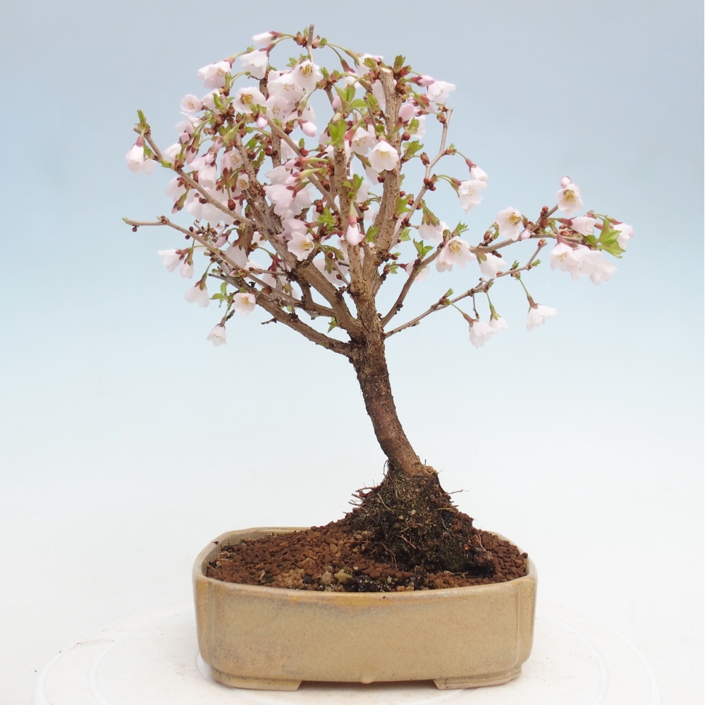 Kültéri bonsai - Prunus incisa Kojou-no mai-Plivon kivágva