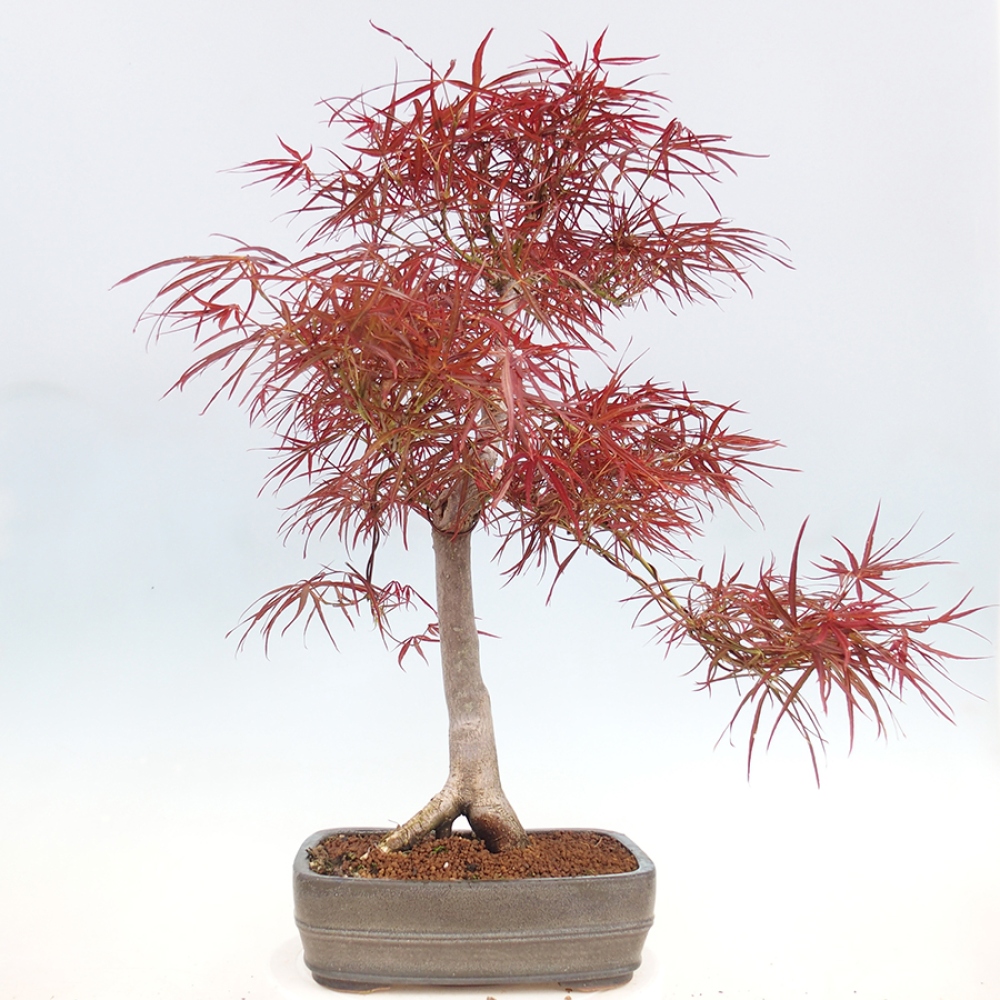 Kültéri bonsai - Acer palmatum RED PYGMY
