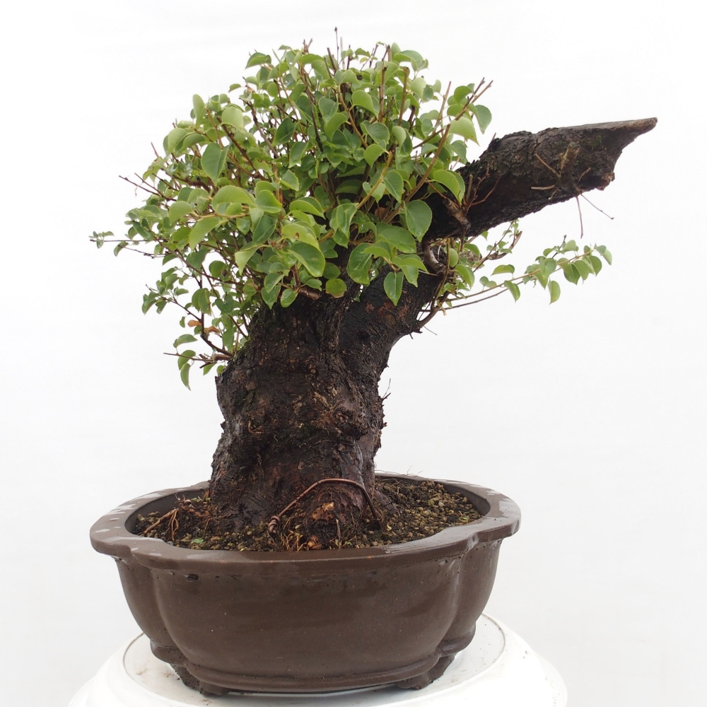 Kültéri bonsai - Mahalebka - Prunus mahaleb - Prunus mahaleb