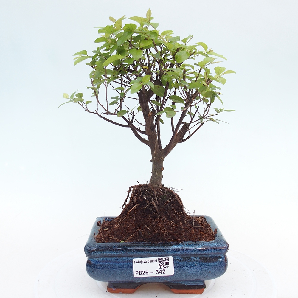 Szobai bonsai - Sageretia thea - Sageretia thea