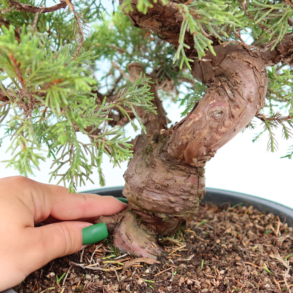 Kültéri bonsai - Juniperus chinensis Itoigawa-Juniperus chinensis