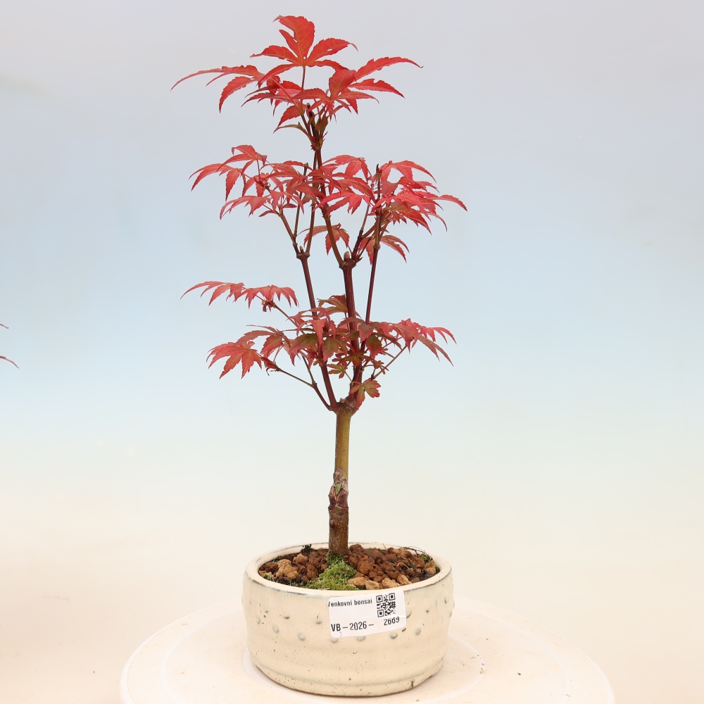 Kültéri bonsai - Acer pálma. Atropurpureum-Javor palmate