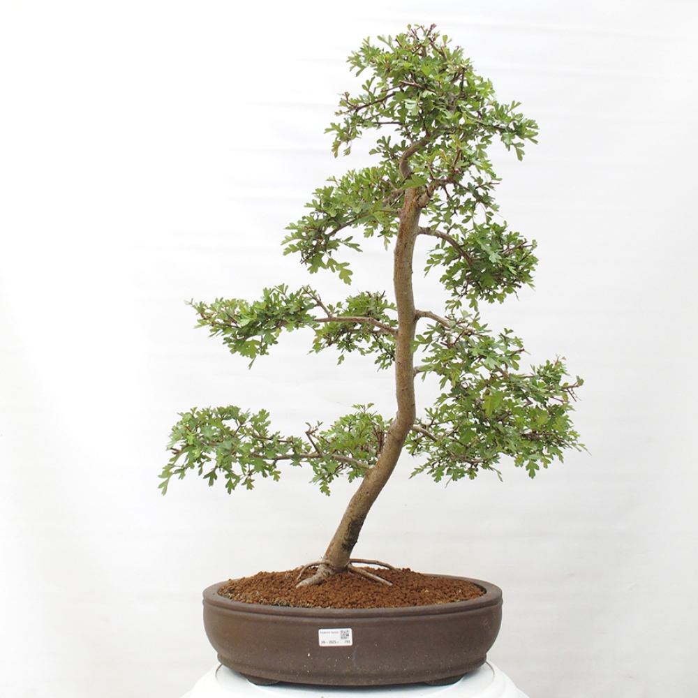 Kültéri bonsai - Galagonya - Crataegus monogyna