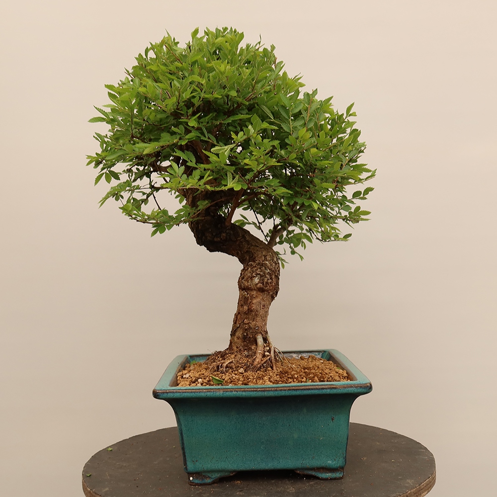 Kültéri bonsai - Zelkova - Zelkova NIRE