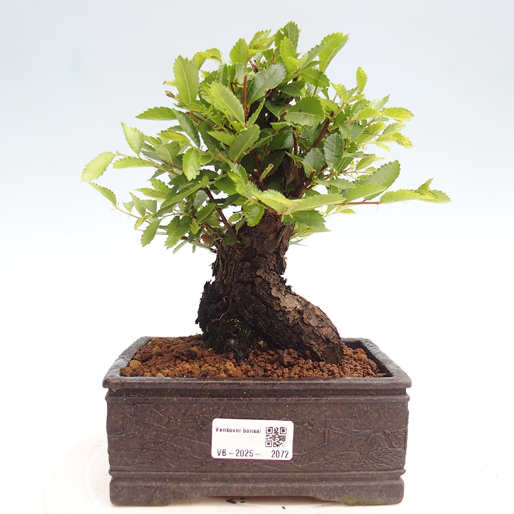 Kültéri bonsai - Zelkova - Zelkova NIRE