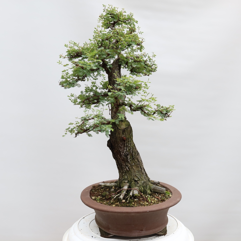 Szobai bonsai - Acacias Arabica
