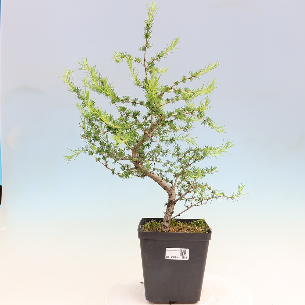 Kültéri bonsai - Larix decidua - vörösfenyő