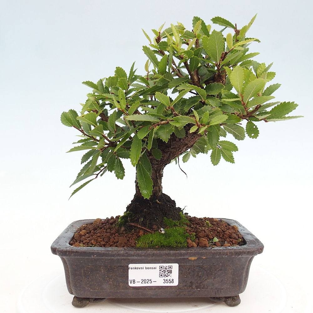 Kültéri bonsai - Zelkova - Zelkova NIRE