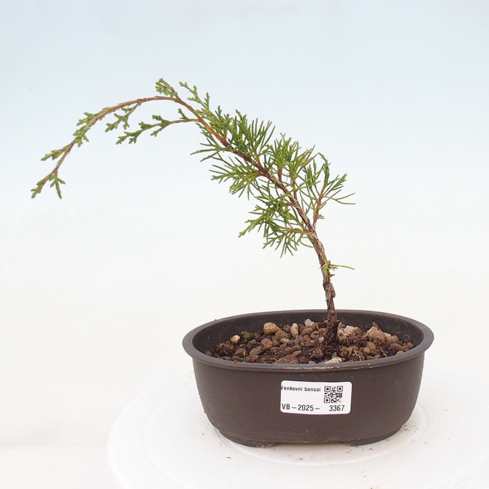 Kültéri bonsai - Juniperus chinensis Itoigawa