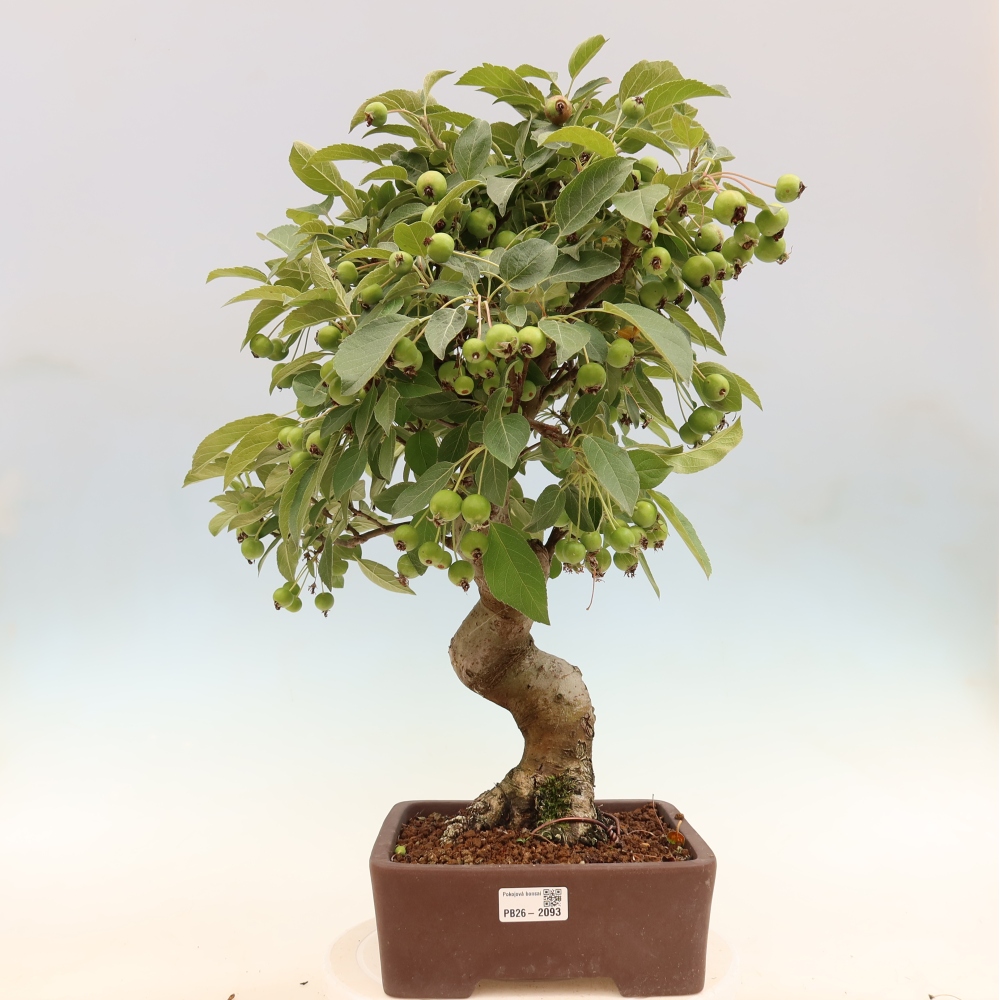 Kültéri bonsai -Malus halliana - Kis gyümölcsű almafa