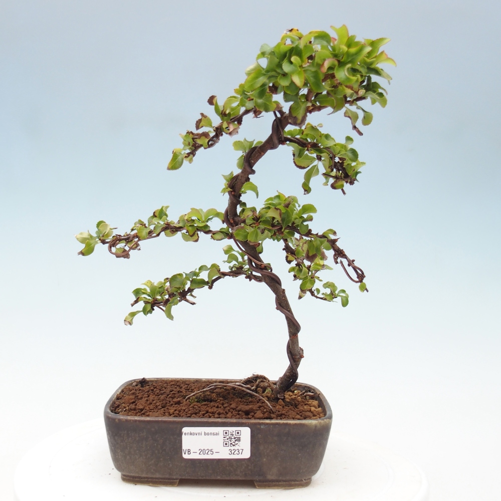 Kültéri bonsai - Chaneomeles s. Red Joy - birs