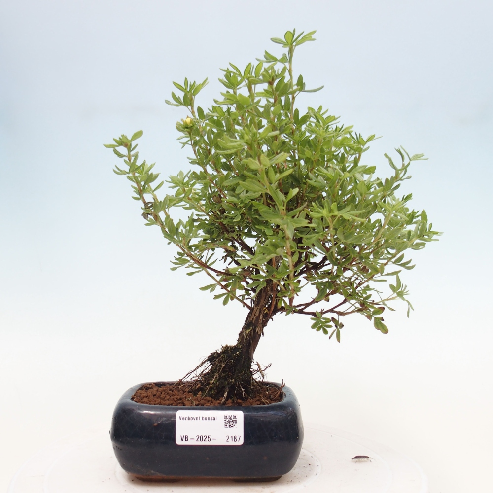 Kültéri bonsai - Potentila fruticosa sárga Bird