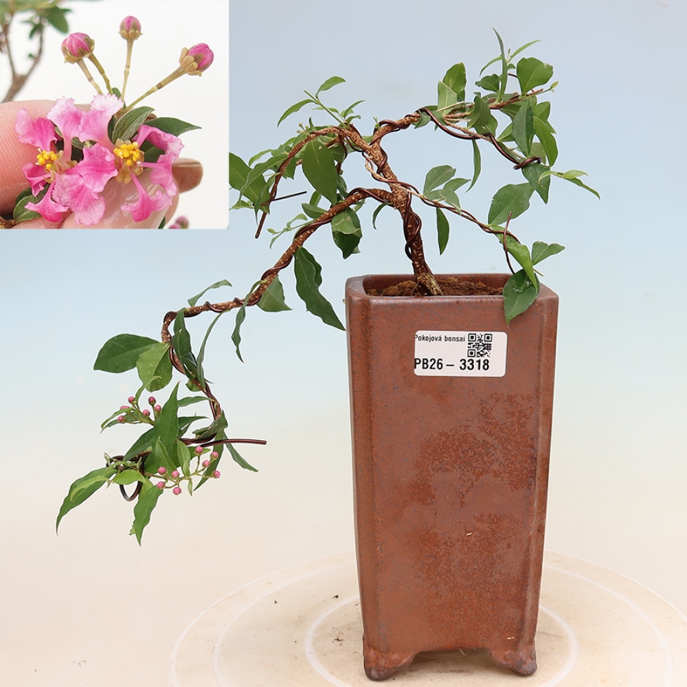 Szobabonsai – barbadosi cseresznye (Malpighia glabra) 