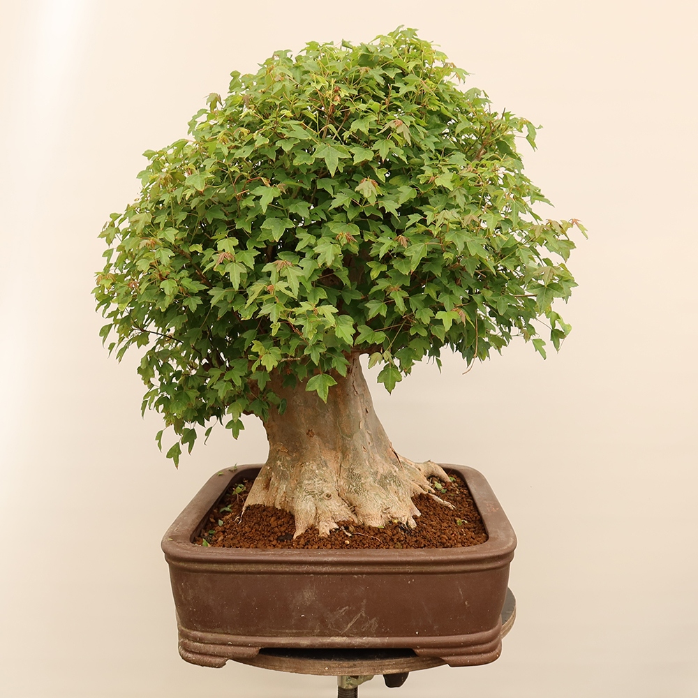 Kültéri bonsai - Juhar Burger - Acer Burgerianum