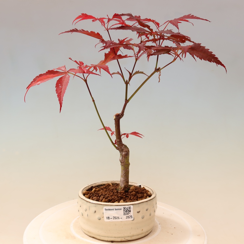 Kültéri bonsai - Acer pálma. Atropurpureum-Javor palmate