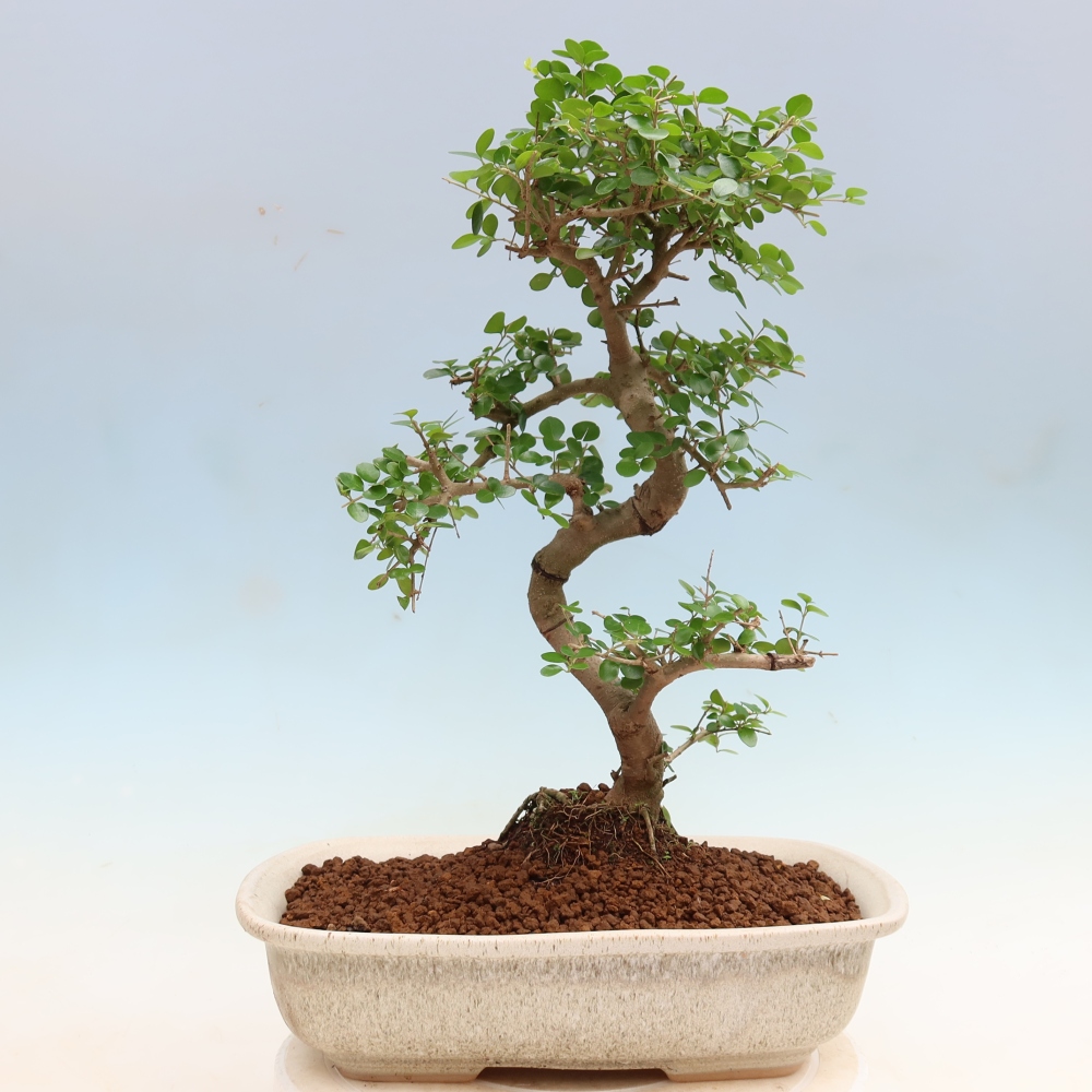 Szobai bonsai -Ligustrum retusa - kislevelű madárcsőrű