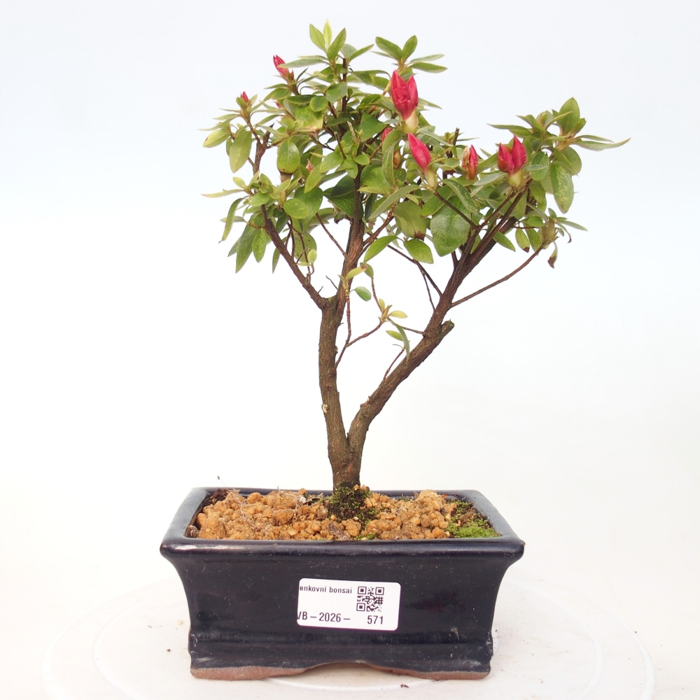 Kültéri bonsai - japán azálea - Azalea sp.