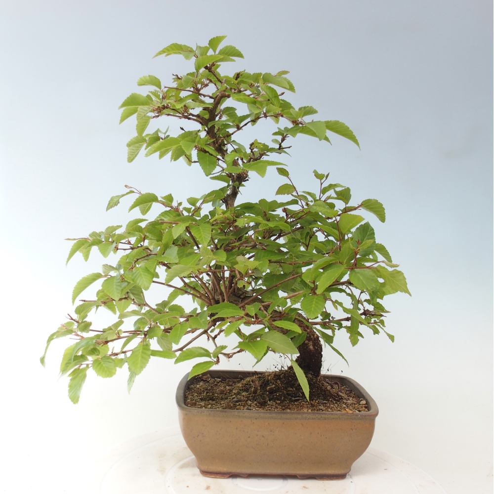 Kültéri bonsai -Carpinus CARPINOIDES - Koreai gyertyánfa