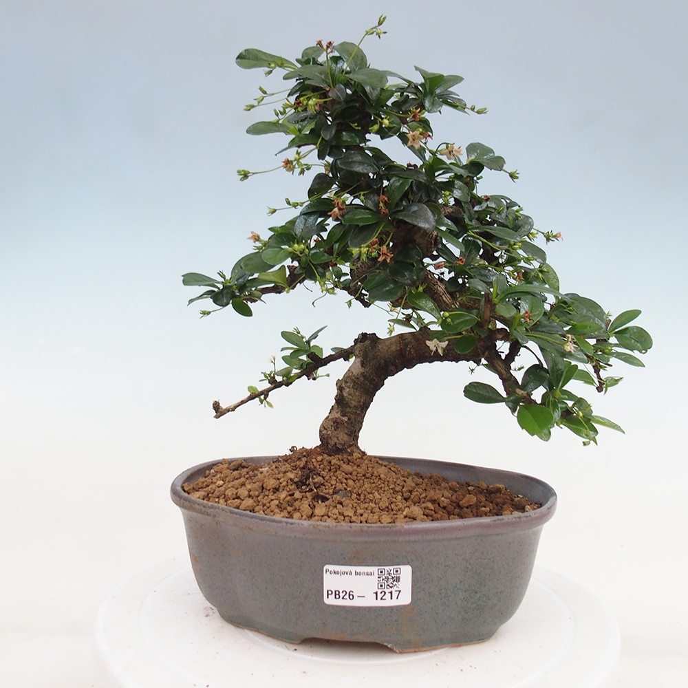 Szobai bonsai - Carmona macrophylla - Tea fuki