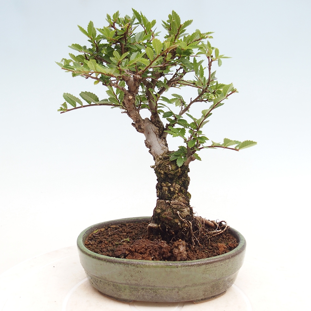 Kültéri bonsai - Zelkova - Zelkova NIRE