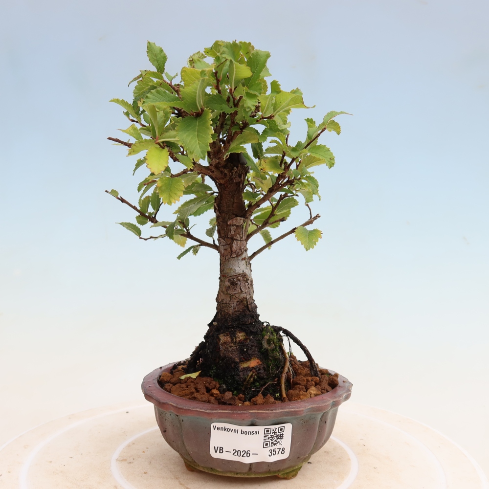 Kültéri bonsai - Zelkova - Zelkova NIRE