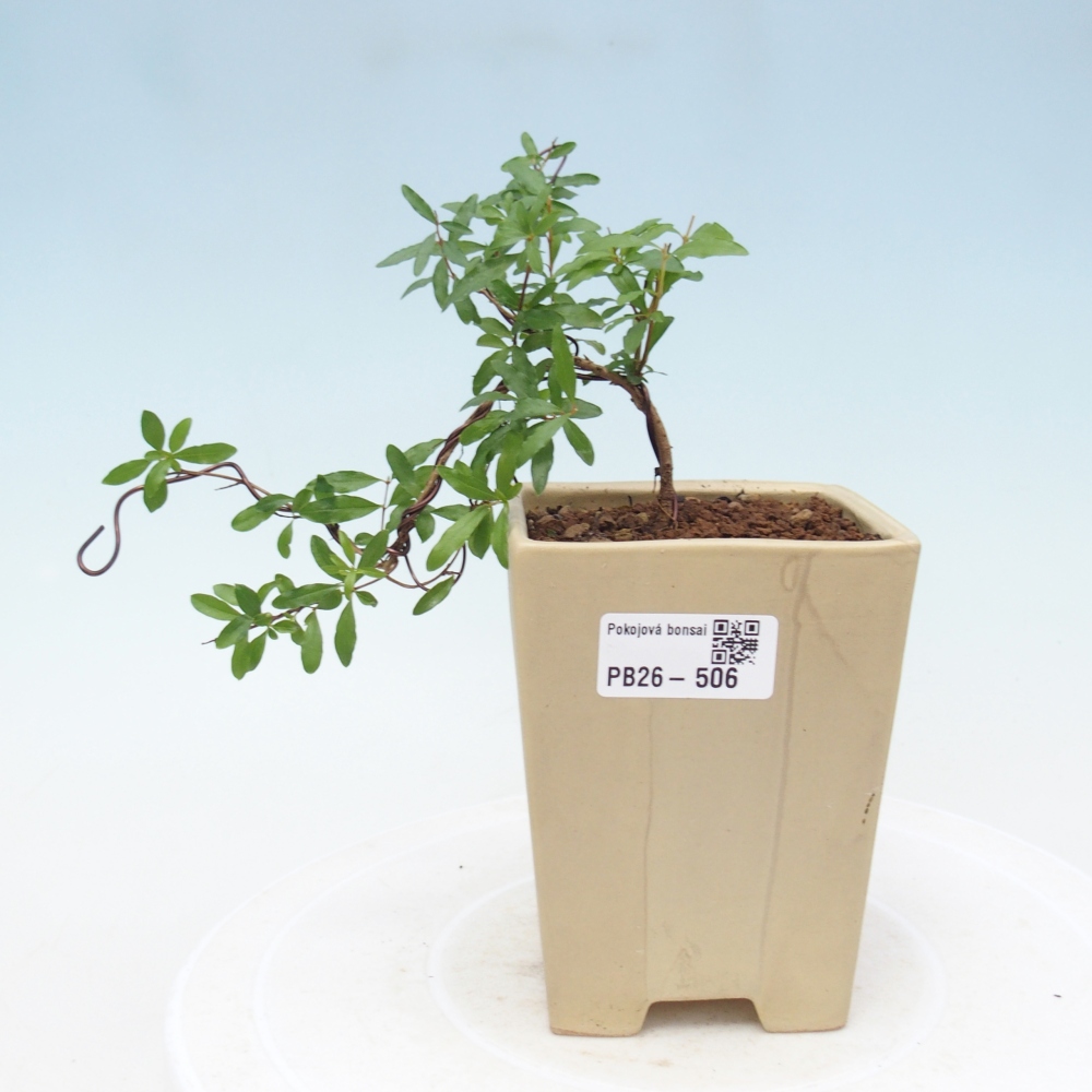 Szobai bonsai-PUNICA granatum nana-gránátalma
