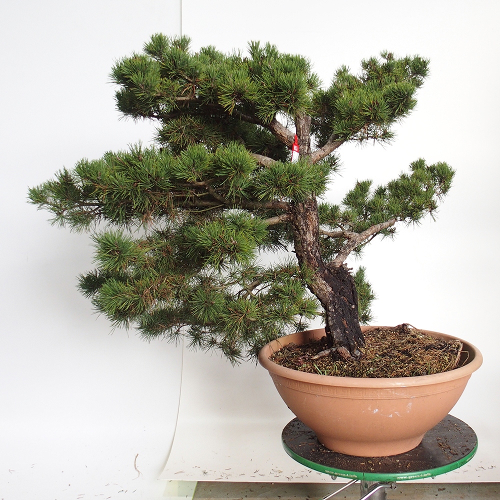 Yamadori - Pinus sylvestris Spanyolország