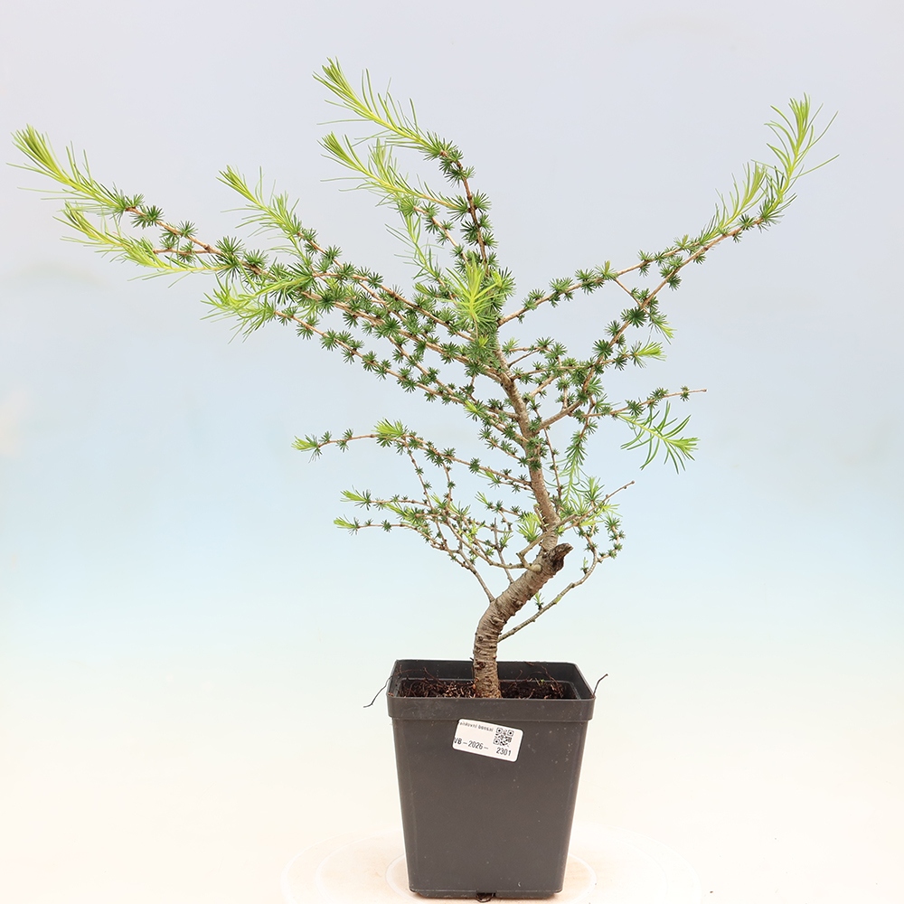 Kültéri bonsai - Larix decidua - vörösfenyő