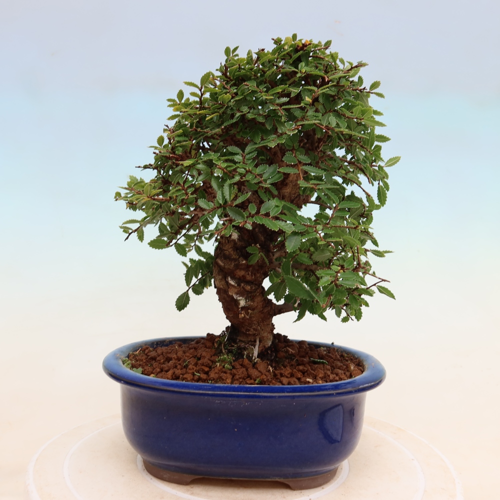 Kültéri bonsai - Zelkova - Zelkova NIRE