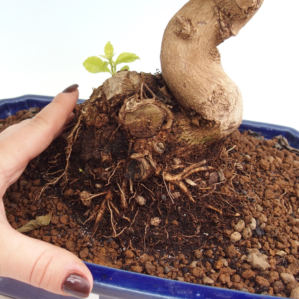 Szobai bonsai - Duranta erecta Aurea