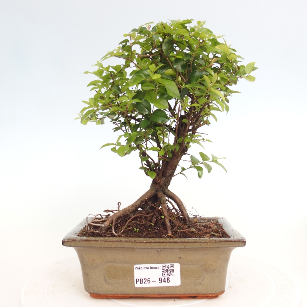 Szobai bonsai - Sageretia thea - Sageretia thea