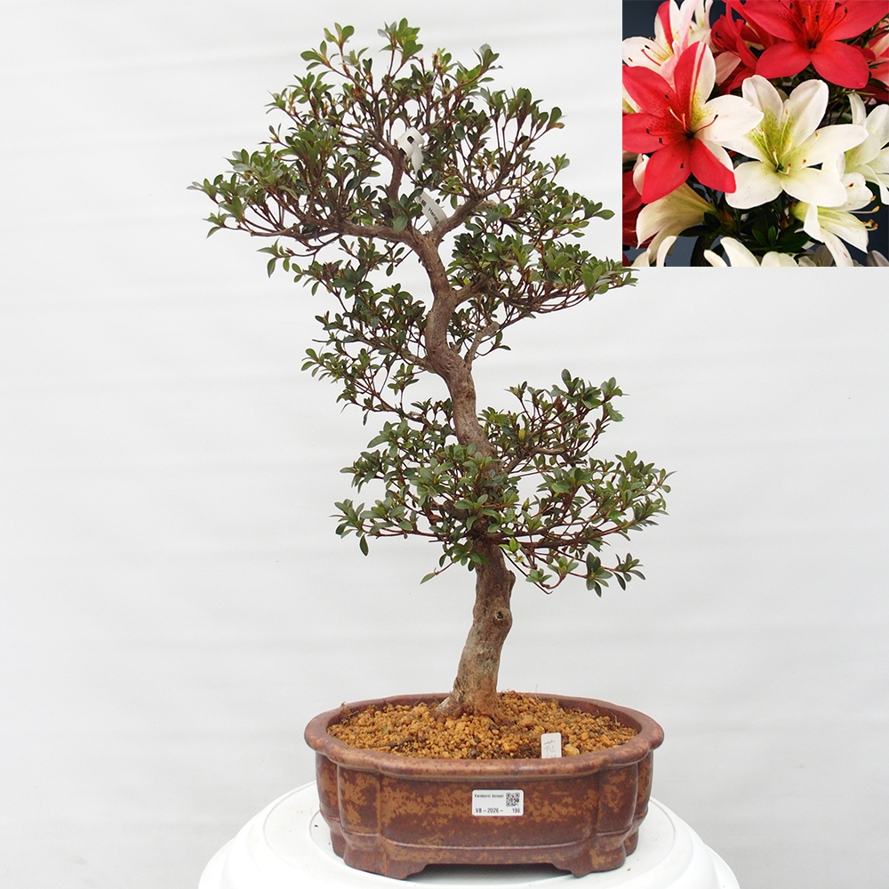 Kültéri bonsai - Japán azálea - Azalea Hanatsuzuri