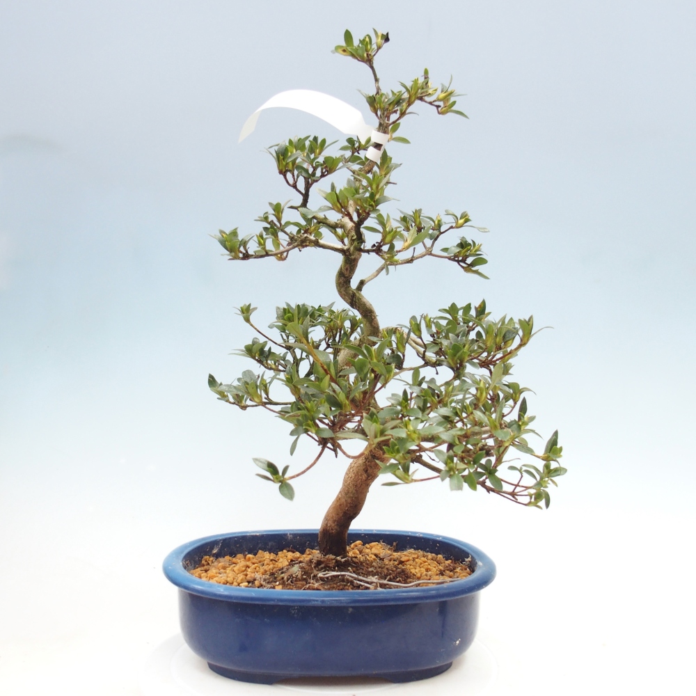 Kültéri bonsai - Japán azálea - Azalea Secchuka