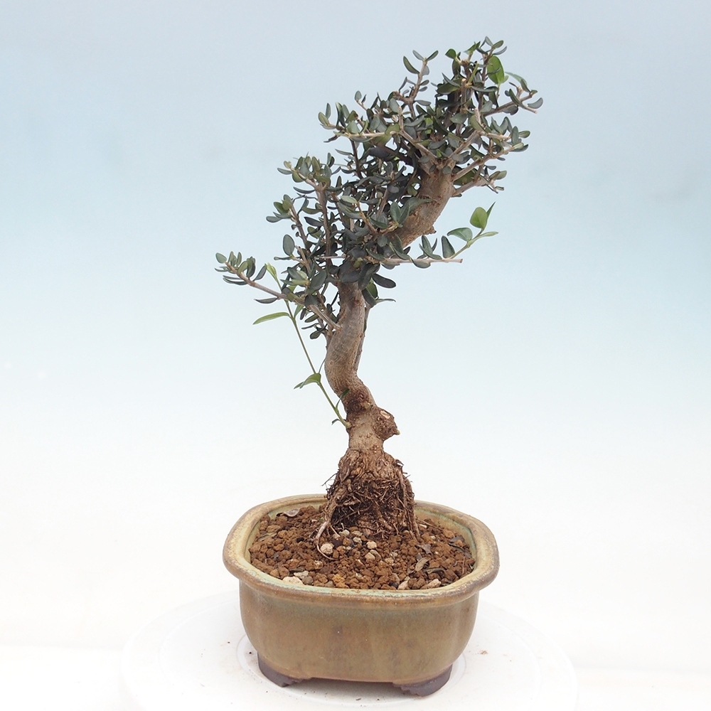 Beltéri bonsai - Olea europaea sylvestris