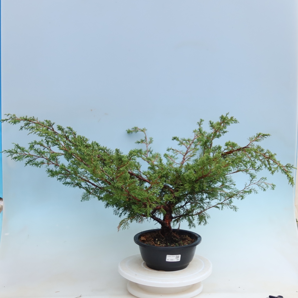 Kültéri bonsai – Juniperus chinensis Itoigawa – Kínai boróka