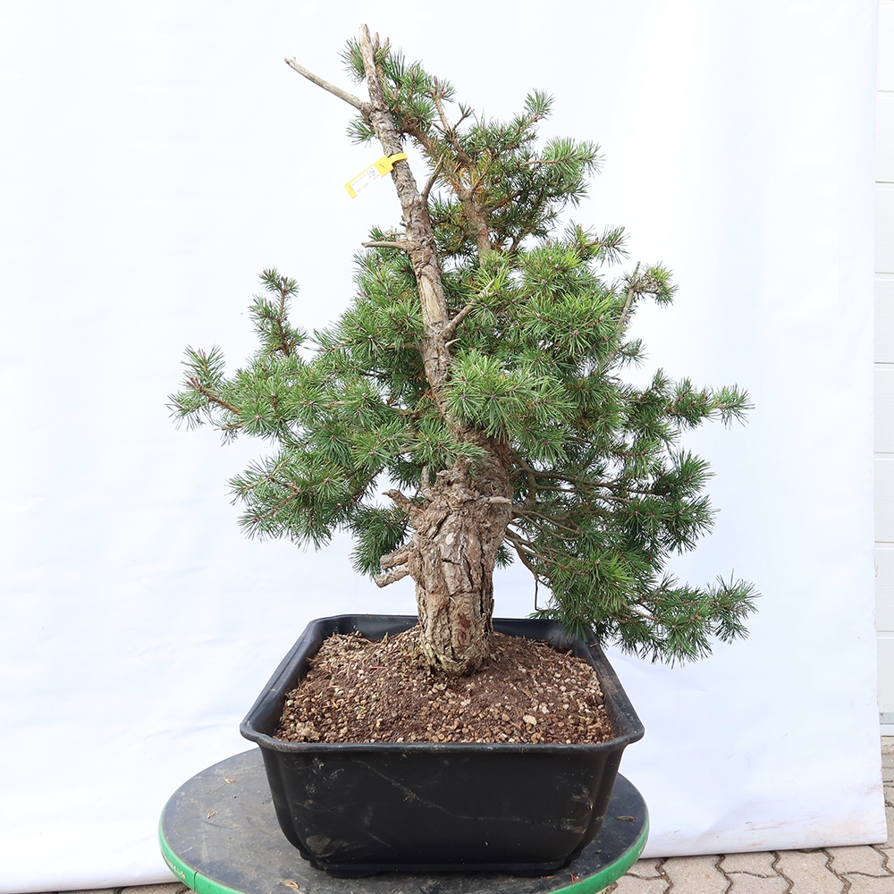 Pinus sylvestris Spanyolország – erdei fenyő