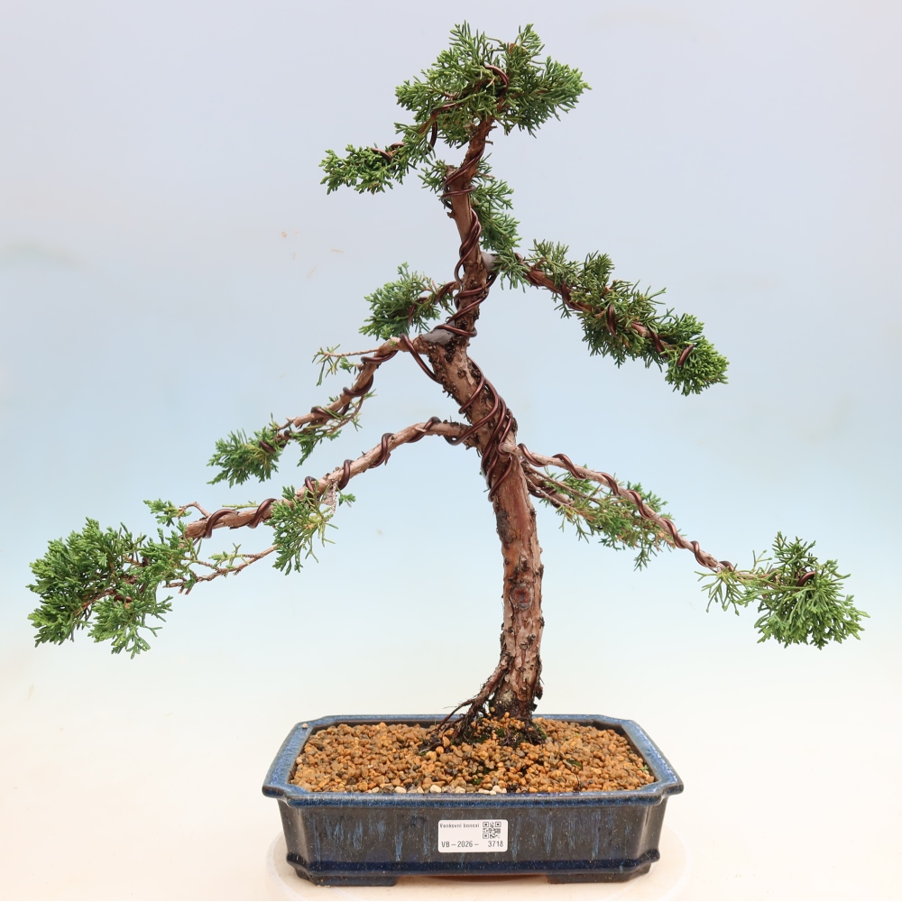 Kültéri bonsai - Juniperus chinensis Kishu